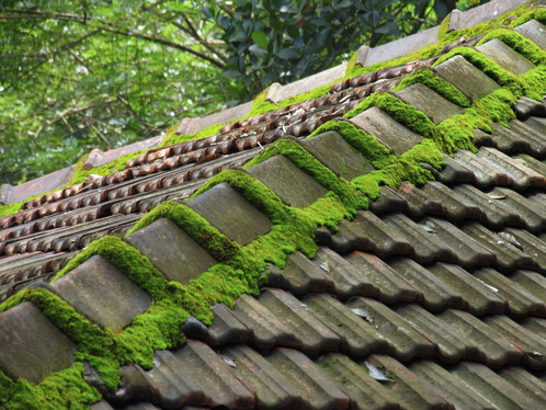 Démoussage de toiture à Louvilliers-lès-Perche